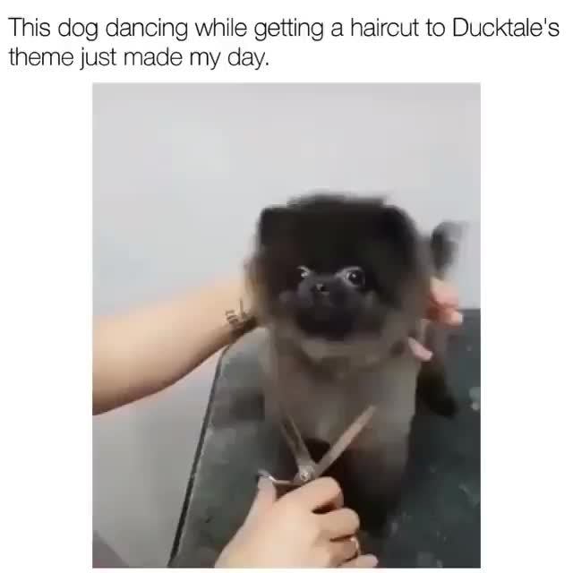 dancing dog haircut