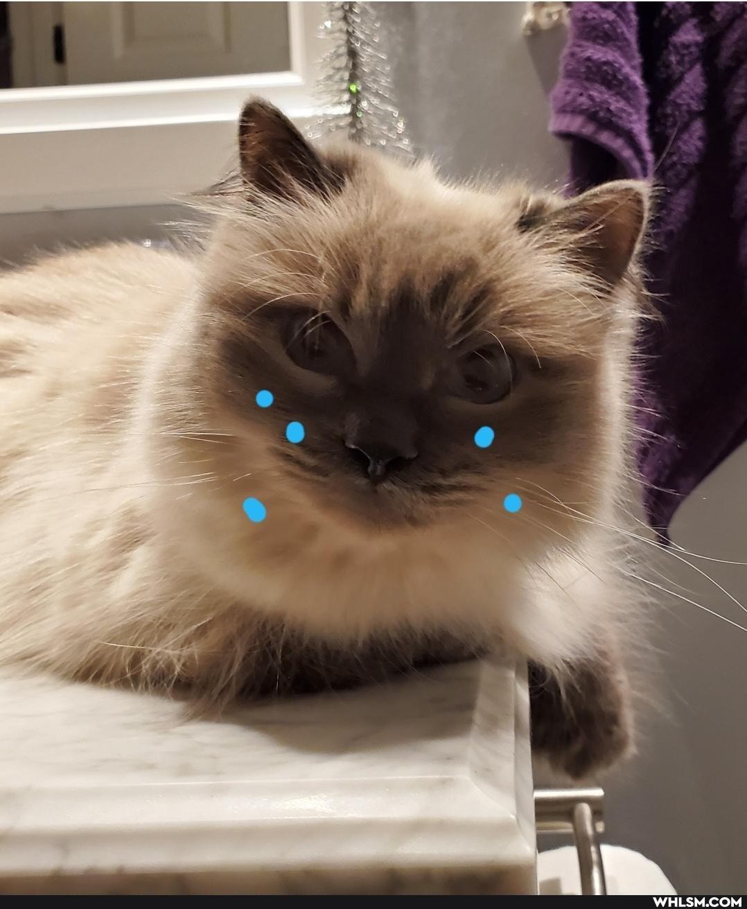 cat, awesome, funny