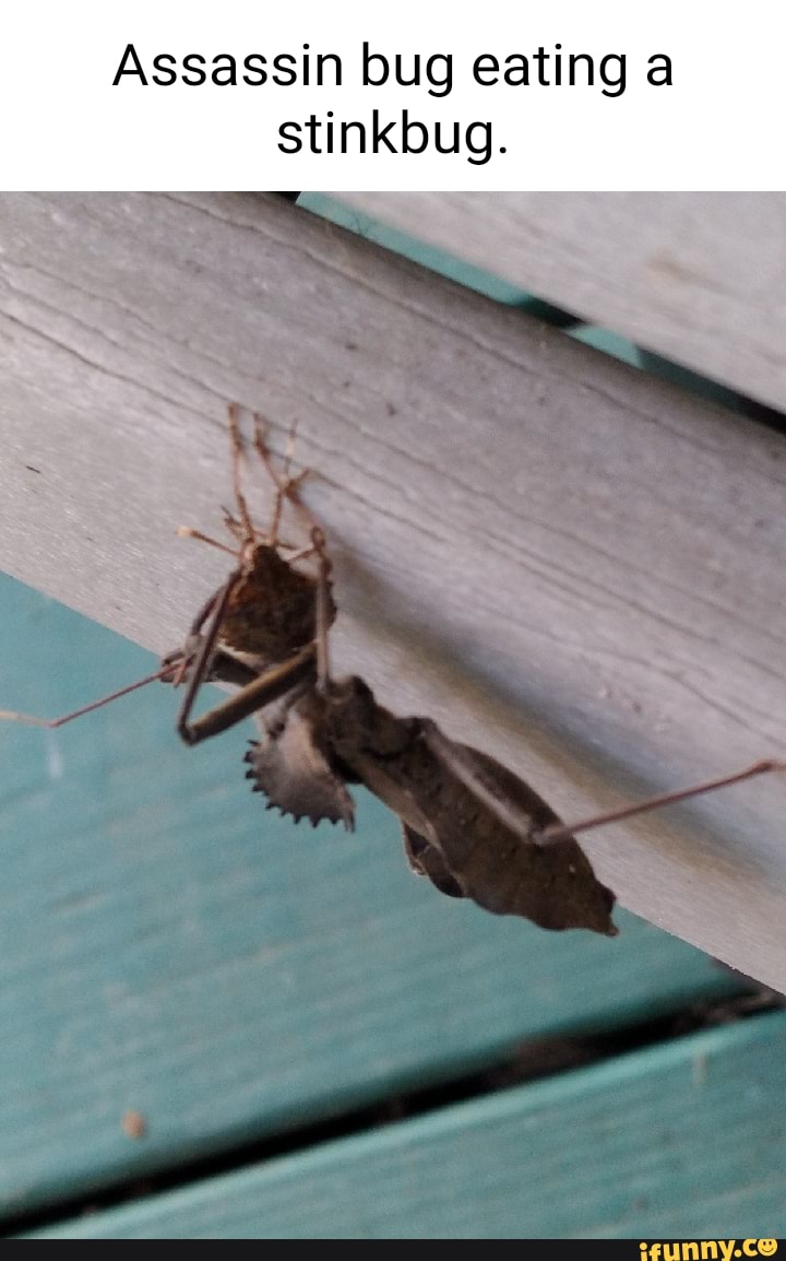 Assassin bug eating a stinkbug. iFunny Brazil
