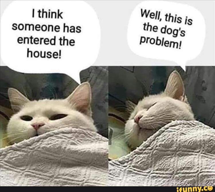 think Well, this is someone has the dog's entered the Problem: house!