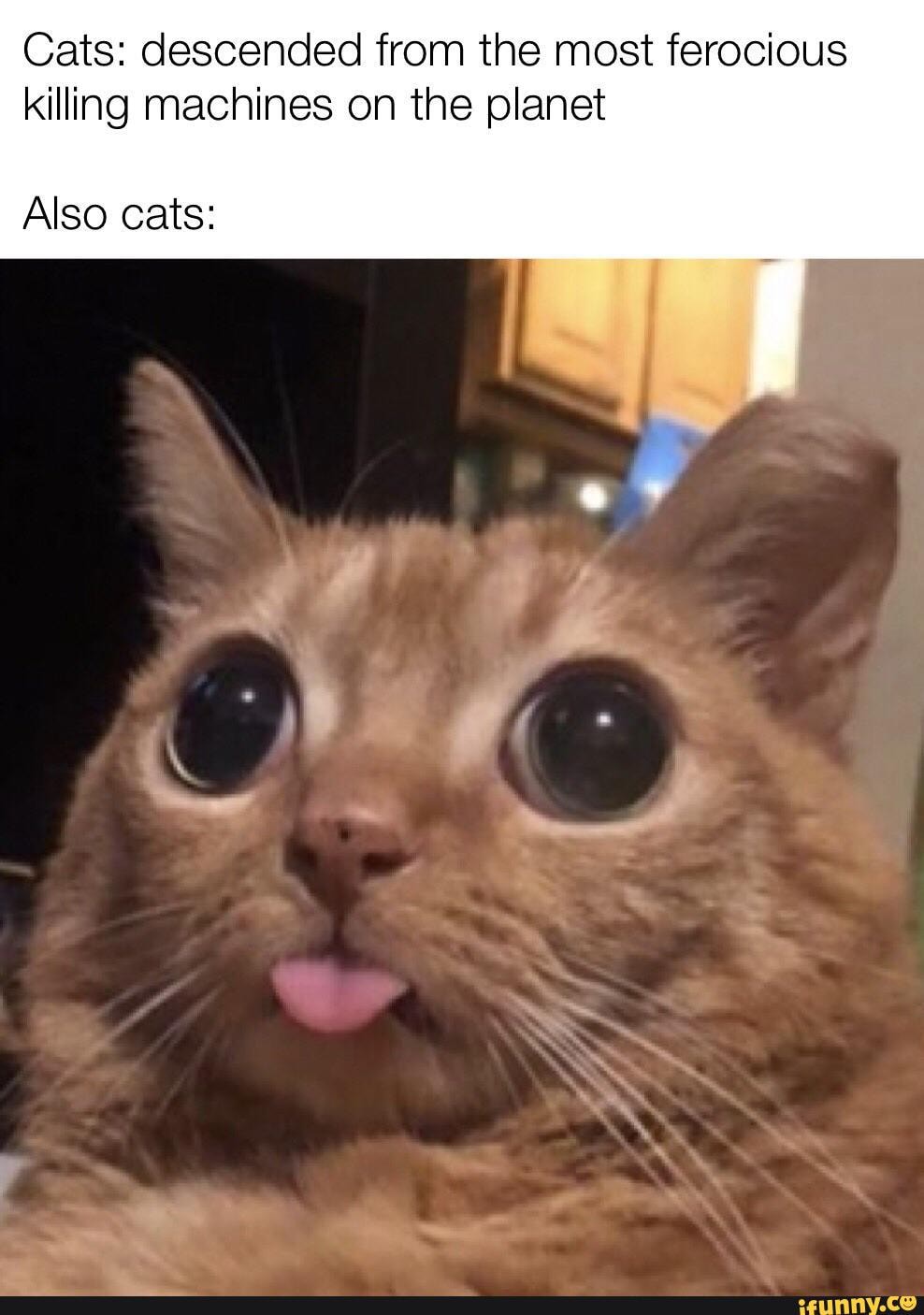 Cats descended from the most ferocious killing machines on the