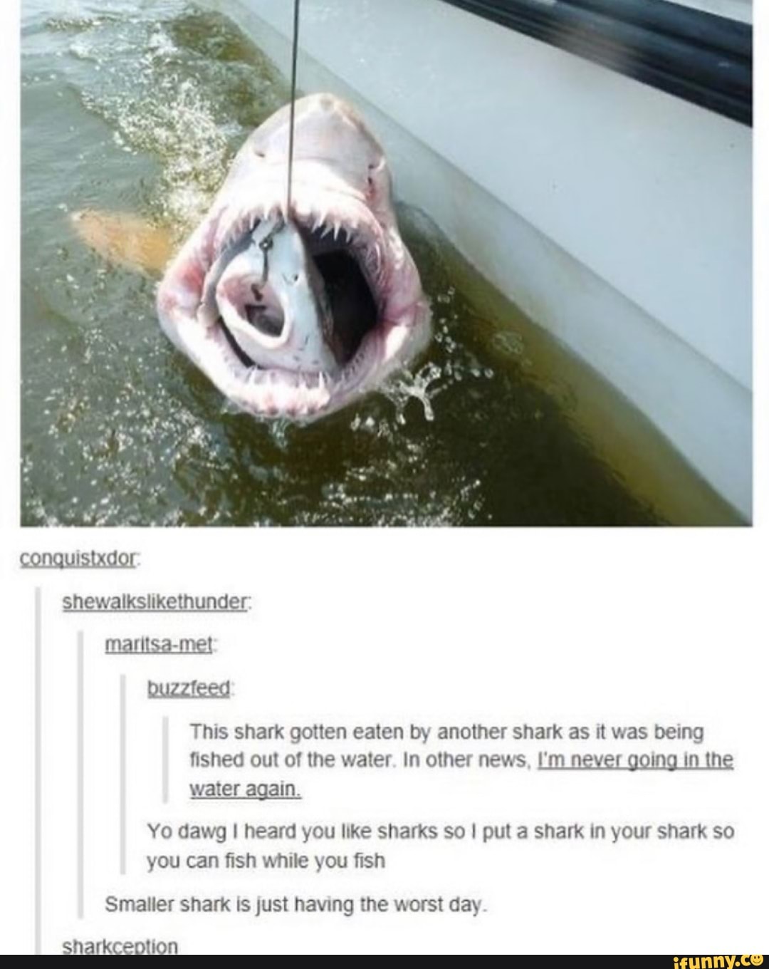 Buzzfeed This shark gotten eaten by another shark as it was being ...