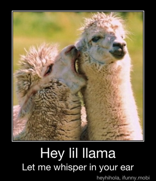 Let Me Whisper In Your Ear Meme Hey lil llama Let me whisper in your ear - Hey lil llama Let me whisper