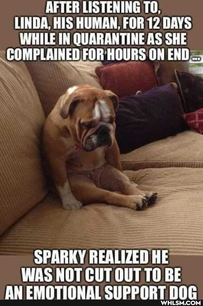 AFTER LISTENING TO,
LINDA, HIS HUMAN, FOR 12 DAYS WHILE IN QUARANTINE AS SHE COMPLAINED FOR HOURS ON END=;
SPARKY REALIZED HE WAS NOT CUT OUT TO BE
AM CAANTIONAL CLLIDDADT nne