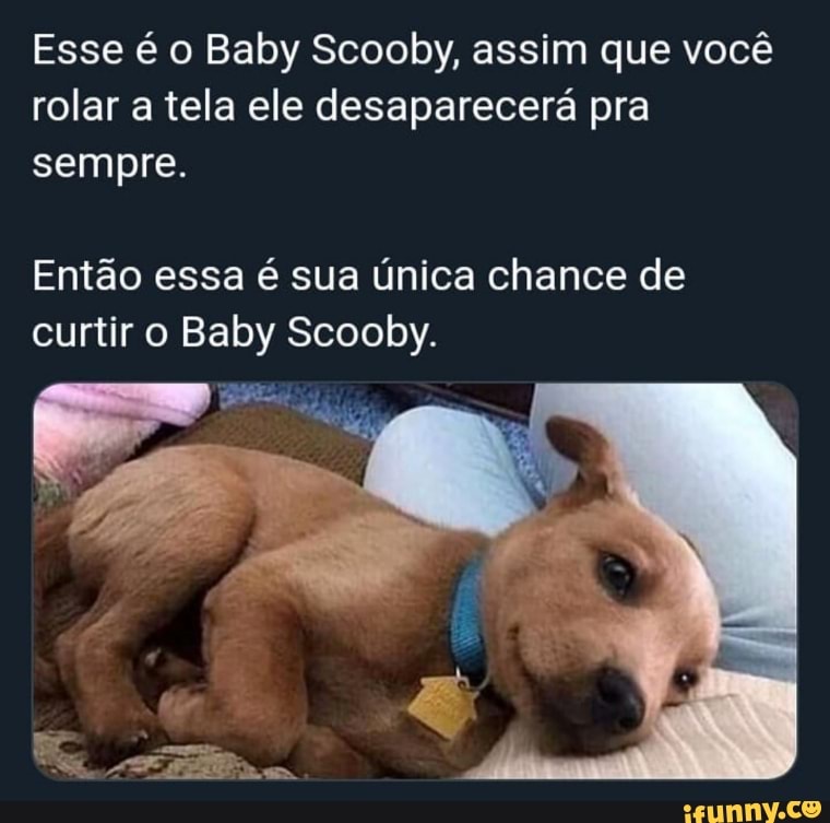 Esse é o Baby Scooby, assim que você rolar a tela ele desaparecerá pra sempre.
Então essa é sua única chance de curtir o Baby Scooby.