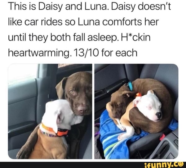 This is Daisy and Luna. Daisy doesn't like car rides so Luna comforts her until they both fall asleep. H*ckin heartwarming. for each
I ye
