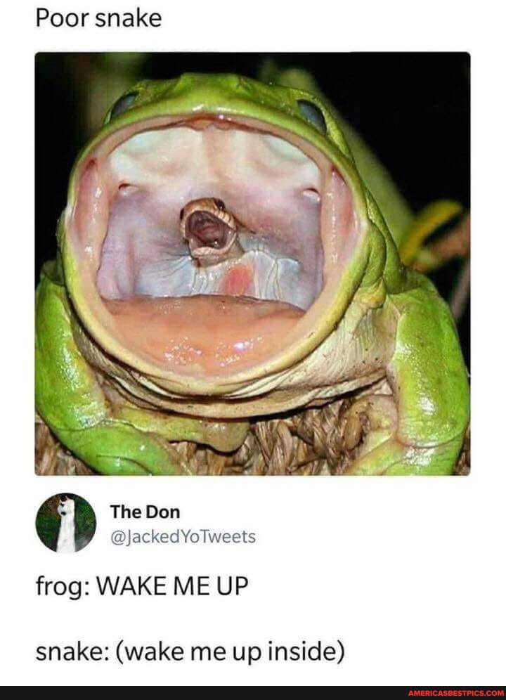 Poor snake
The Don
frog: WAKE ME UP
snake: (wake me up inside)