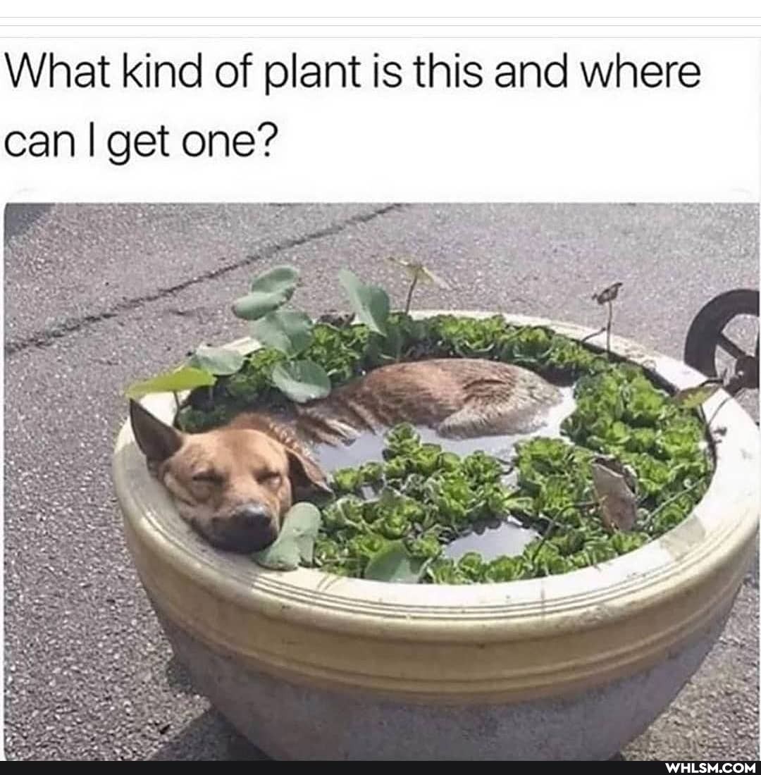 What kind of plant is this and where can I I get one?