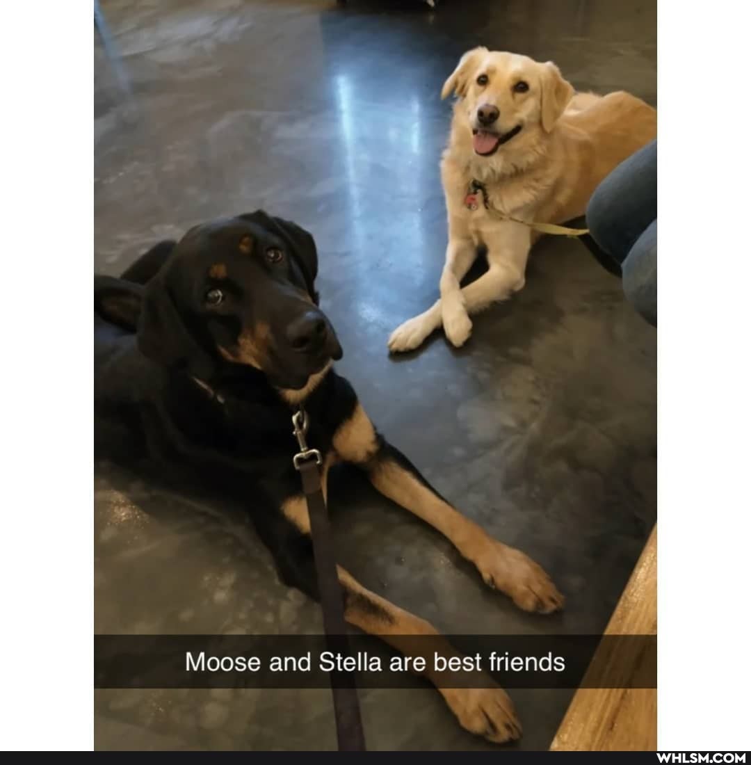 Moose and Stella are best friends
