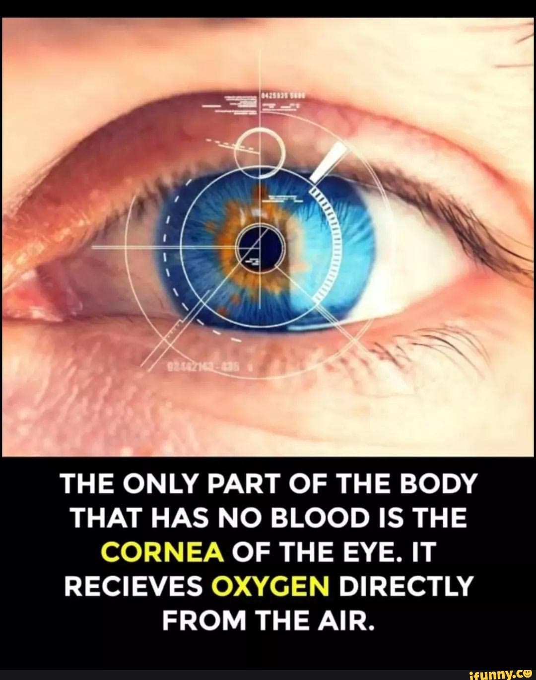 What Part Of Body Has No Blood THE ONLY PART OF THE BODY THAT HAS NO BLOOD IS THE CORNEA OF THE EVE
