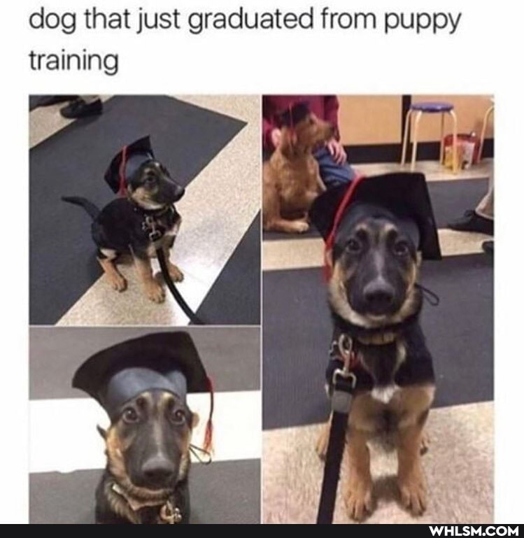 dog that just graduated from puppy training