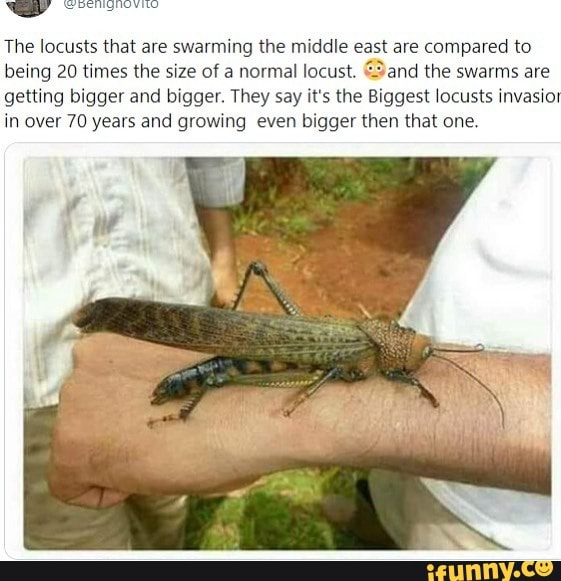 The locusts that are swarming the middle east are compared to being 20