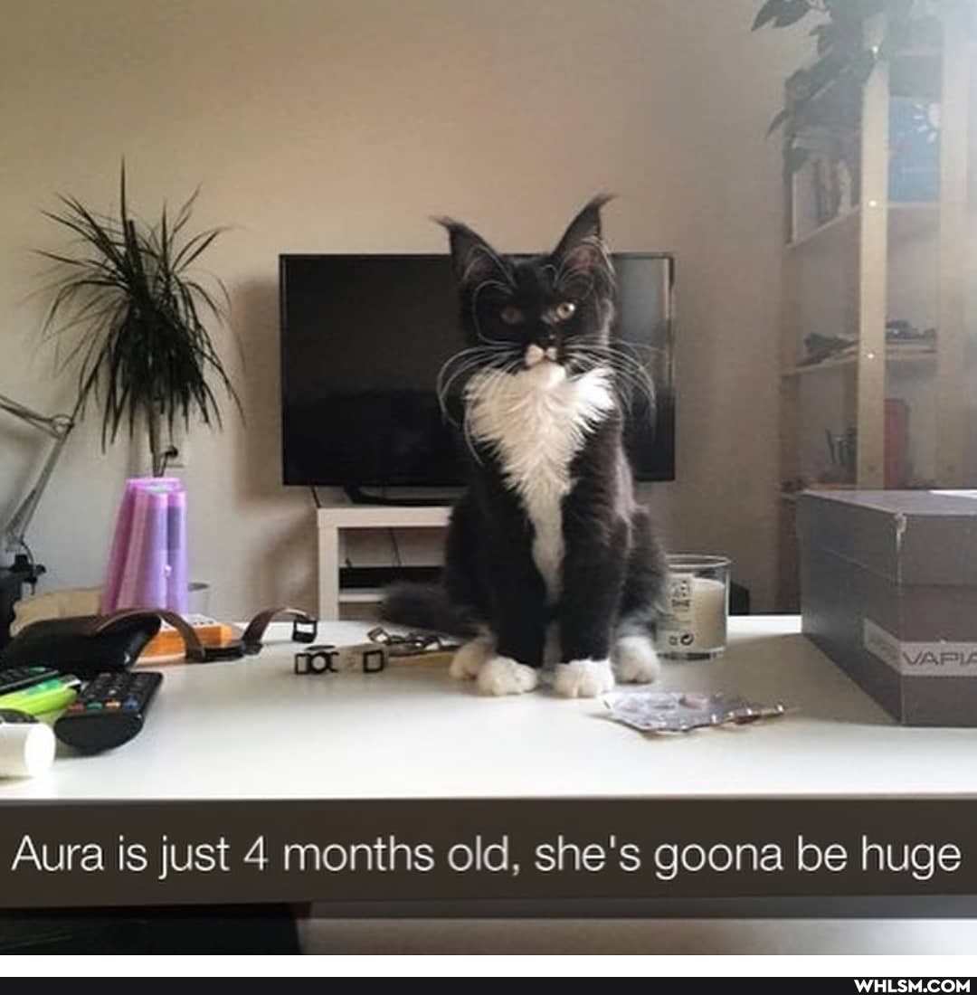 Aura is just 4 months old, she's goona be huge