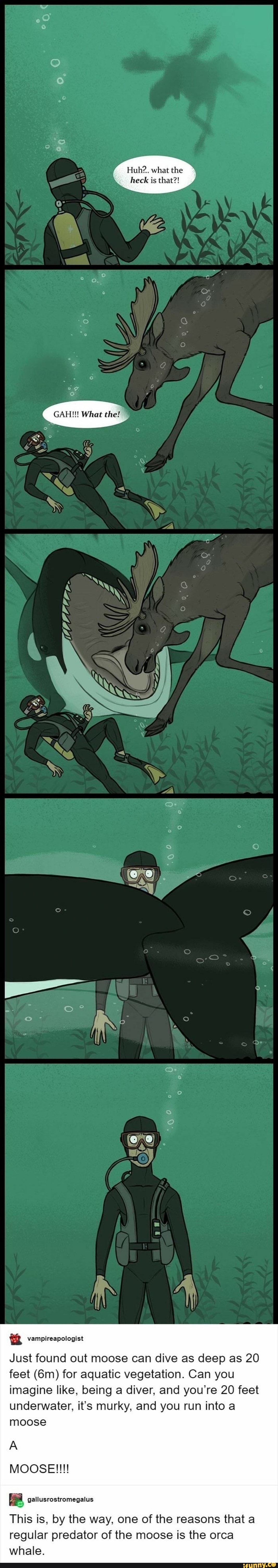 Huh?. what the heck is that?! GAH!!! What the! Just found out moose can