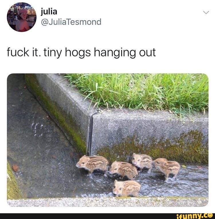 fuck it. tiny hogs hanging out