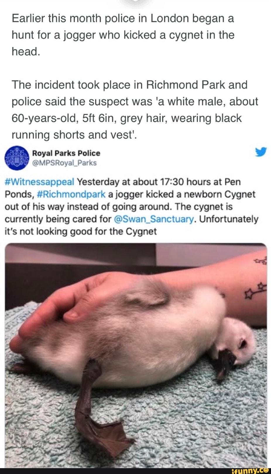 Earlier this month police in London began a
hunt for a jogger who kicked a cygnet in the
head.
The incident took place in Richmond Park and
police said the suspect was 'a white male, about
60-years-old, 5ft 6in, grey hair, wearing black
running shorts and vest'.
@MPSRoyal_Parks
#Witnessappeal Yesterday at about 17:30 hours at Pen
Ponds, #Richmondpark a jogger kicked a newborn Cygnet
out of his way instead of going around. The cygnet is
currently being cared for @Swan_Sanctuary. Unfortunately
it's not looking good for the Cygnet