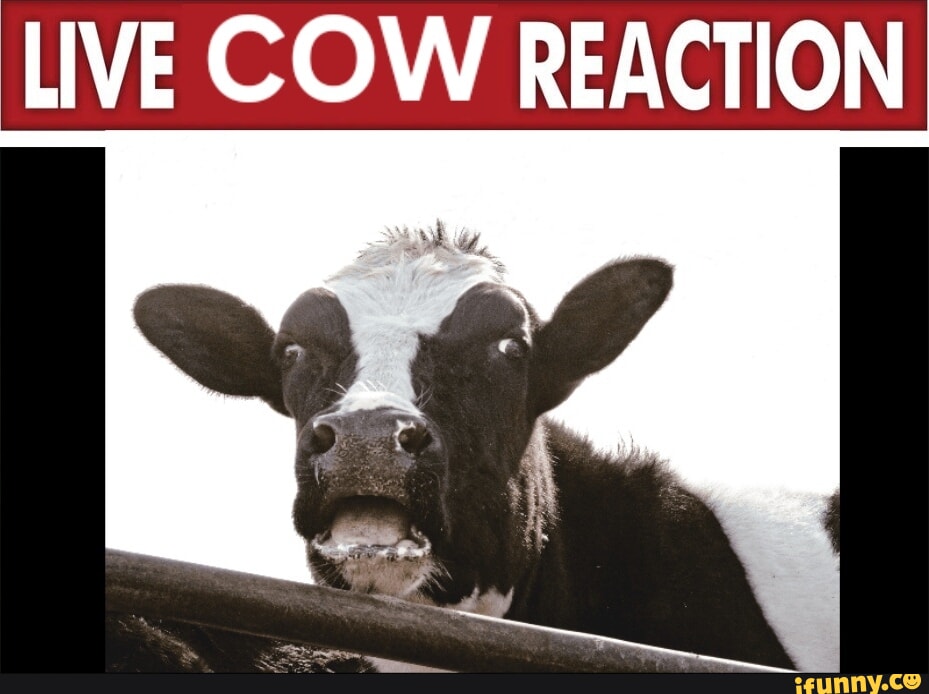 LIVE COW REACTION - iFunny