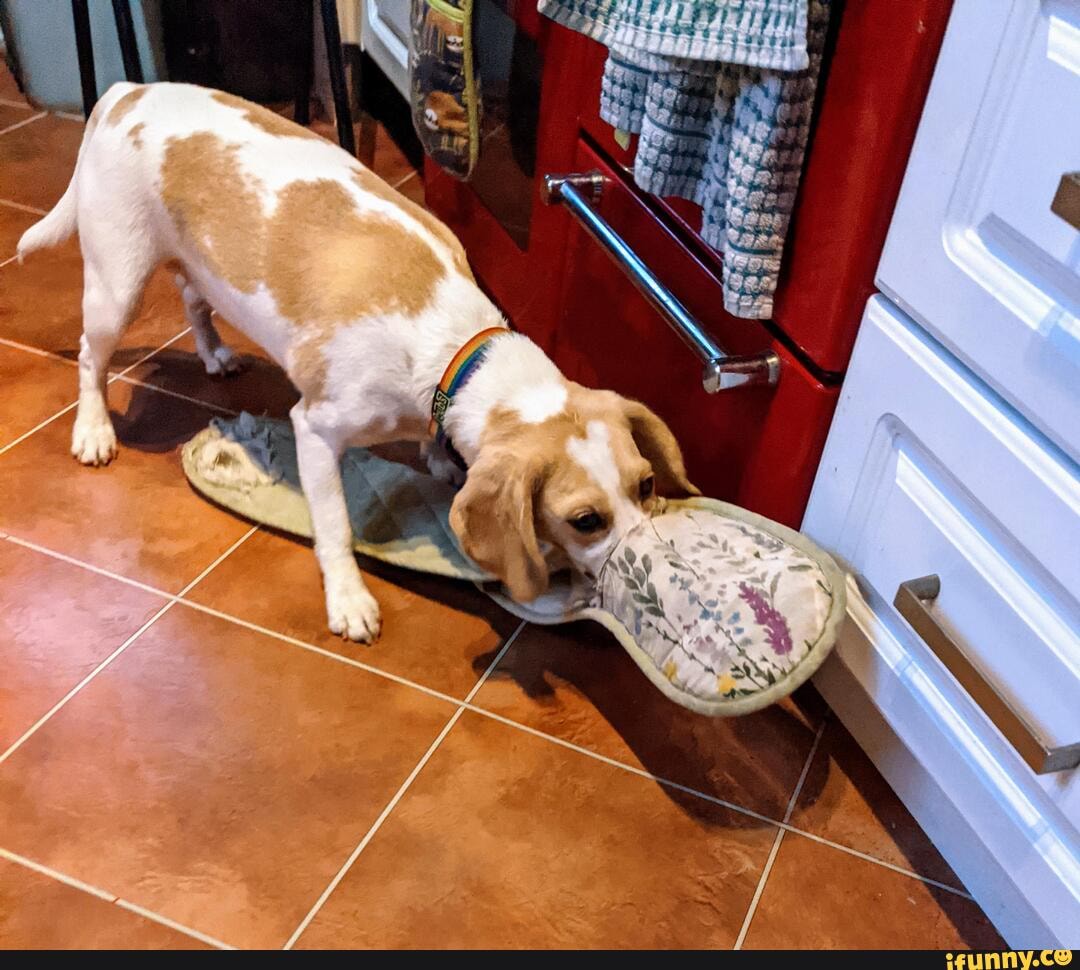 Домашние питомцы в квартире