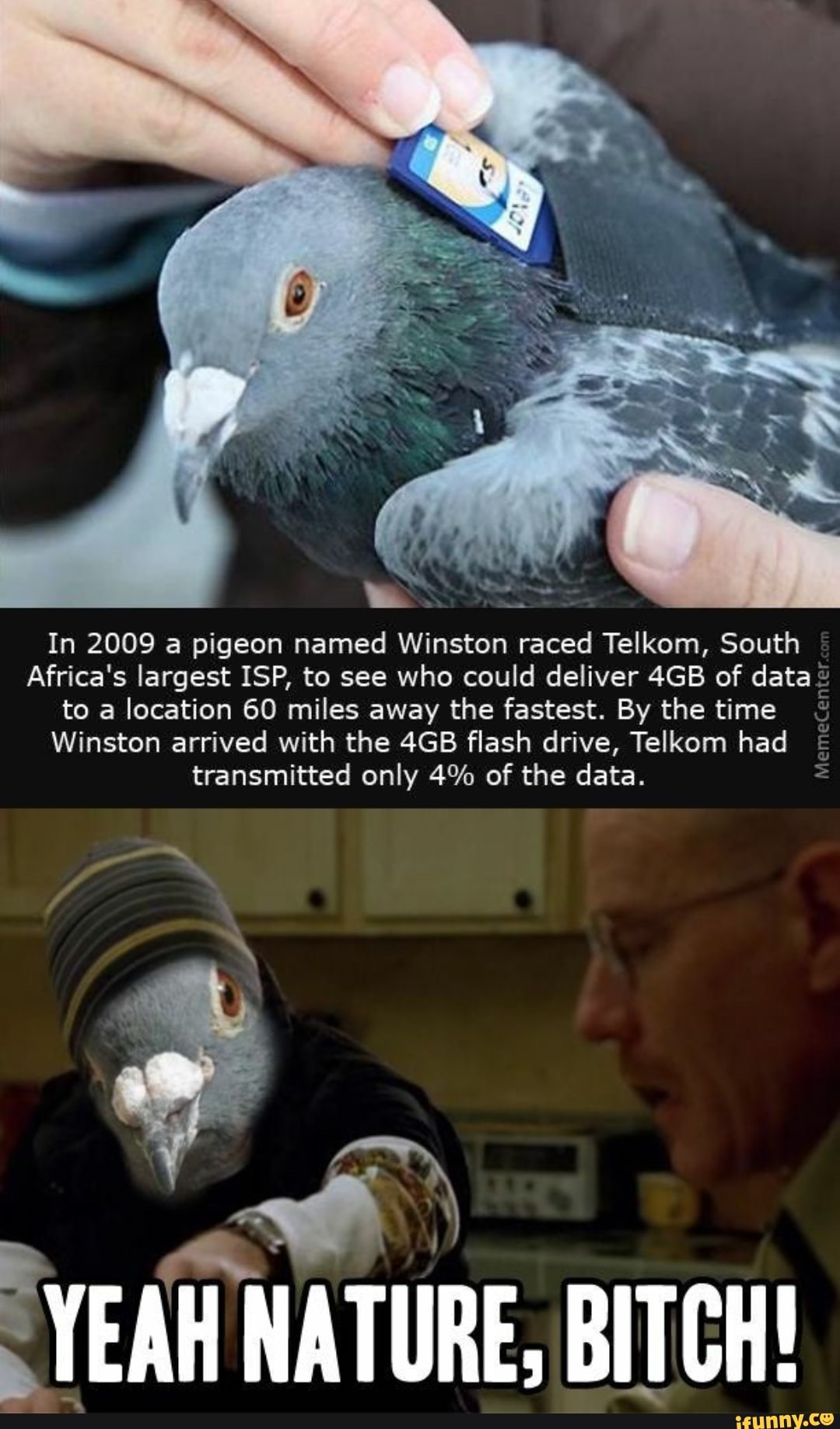 In 2009 a pigeon named Winston raced Telkom, South
Africa's largest ISP, to see who could deliver of data to a location 60 miles away the fastest. By the time
Winston arrived with the flash drive, Telkom had
MemeCen
transmitted only 4% of the data.
YEAH NATURE, BITCH!