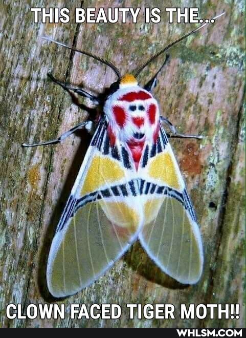 THIS BEAUTY IS THE...-
CLOWN FACED TIGER MOTH!!