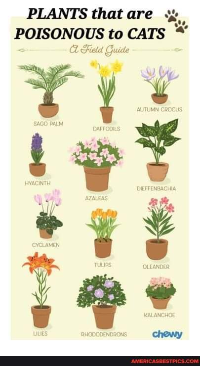 PLANTS that are POISONOUS to CATS Guide Field Guide - America’s best ...