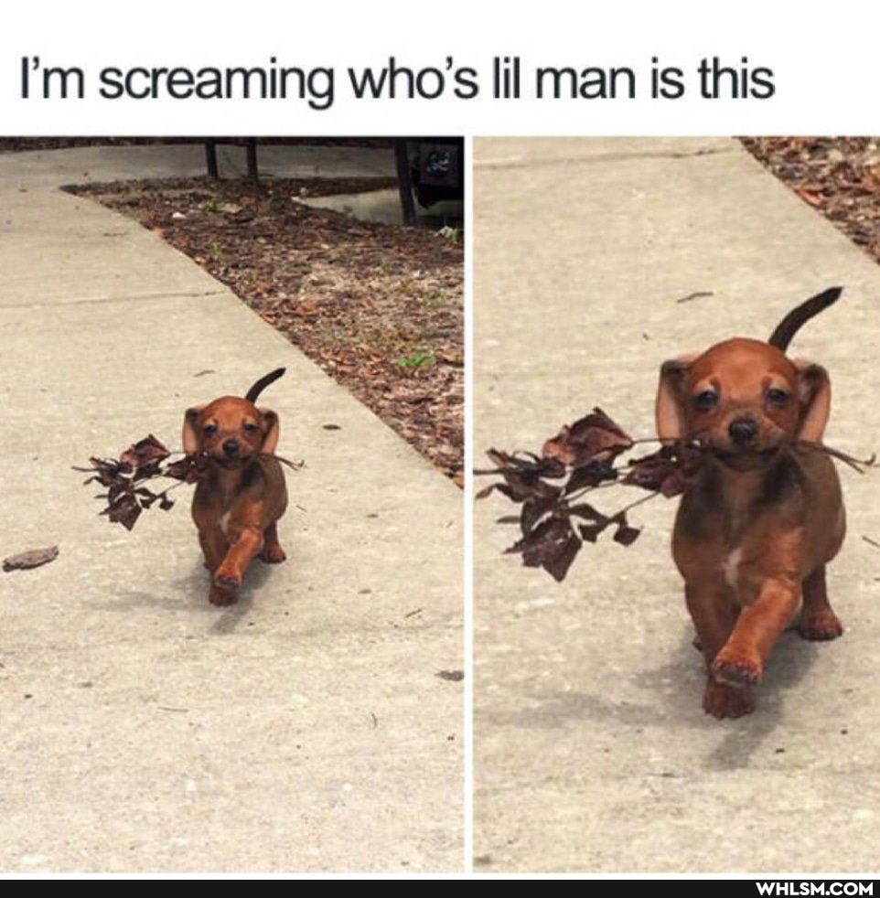 I'm screaming who's lil man is this