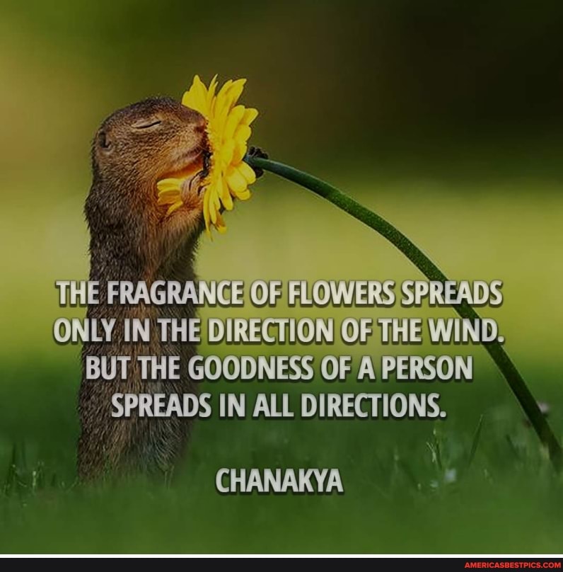 THE OF FUOWERS SPREADS ONLY IN THE'DIRECTION OFTHE WIND BUT THE GOODNESS OF A PERSON SPREADS IN