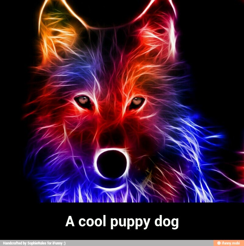 AN
is
SS
I
A cool puppy dog - A cool puppy dog