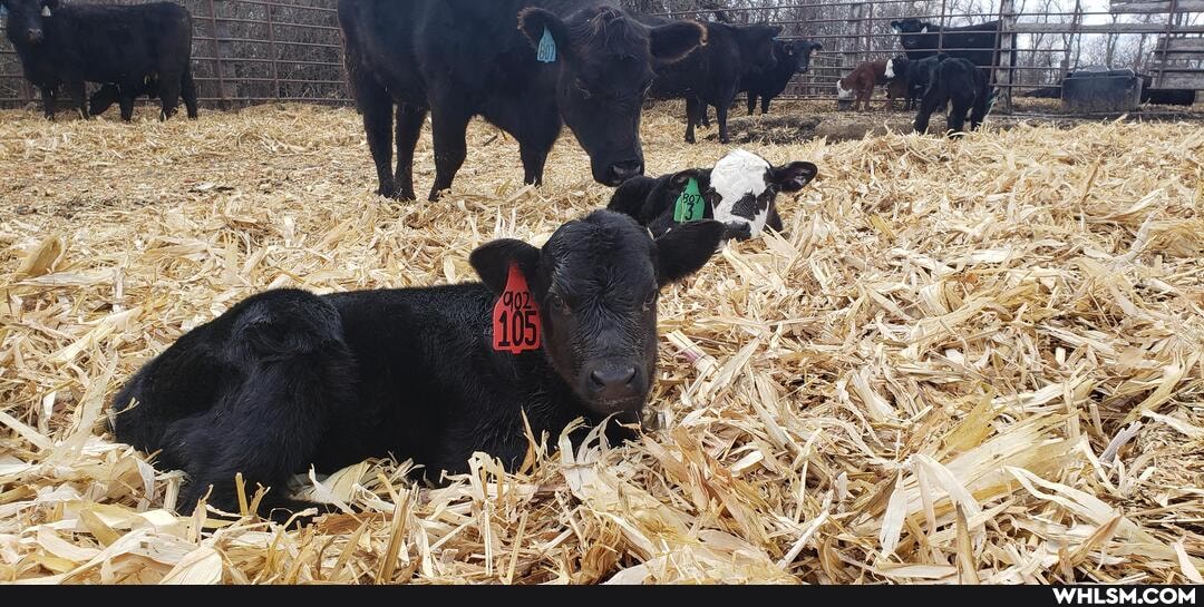 farming, cows, baby_animals, aww