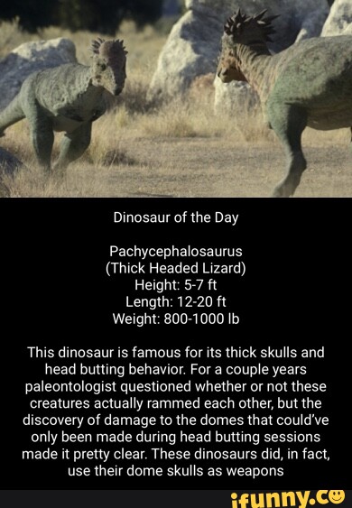 Pachycephalosaurus memes. Best Collection of funny Pachycephalosaurus ...