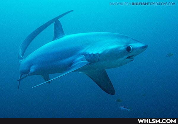 BIGFISHEXPEDITIONS. COM