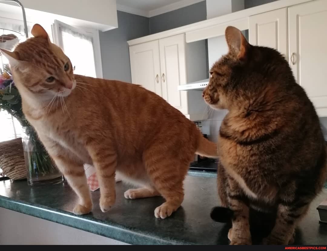 oliver, et, lili, swipe, pour, voir, envers, du, décor