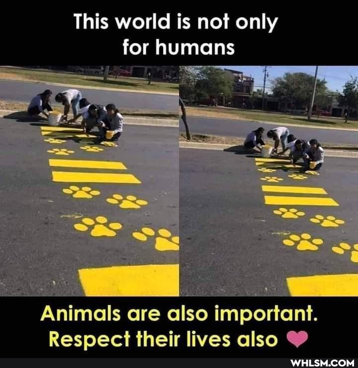 This world is not only
'or humans
Animals are also important.
Respect their lives also