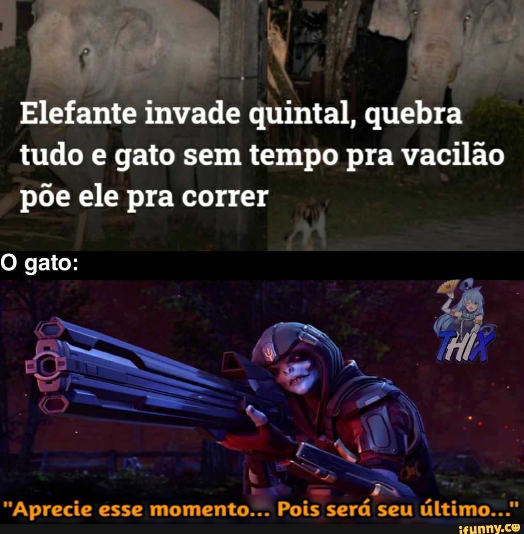 Elefante invade quintal, quebra tudo e gato sem tempo pra vacilão
põe ele pra correr
O gato:
Je I
"Aprecie esse momento... Pois será seu último..."
