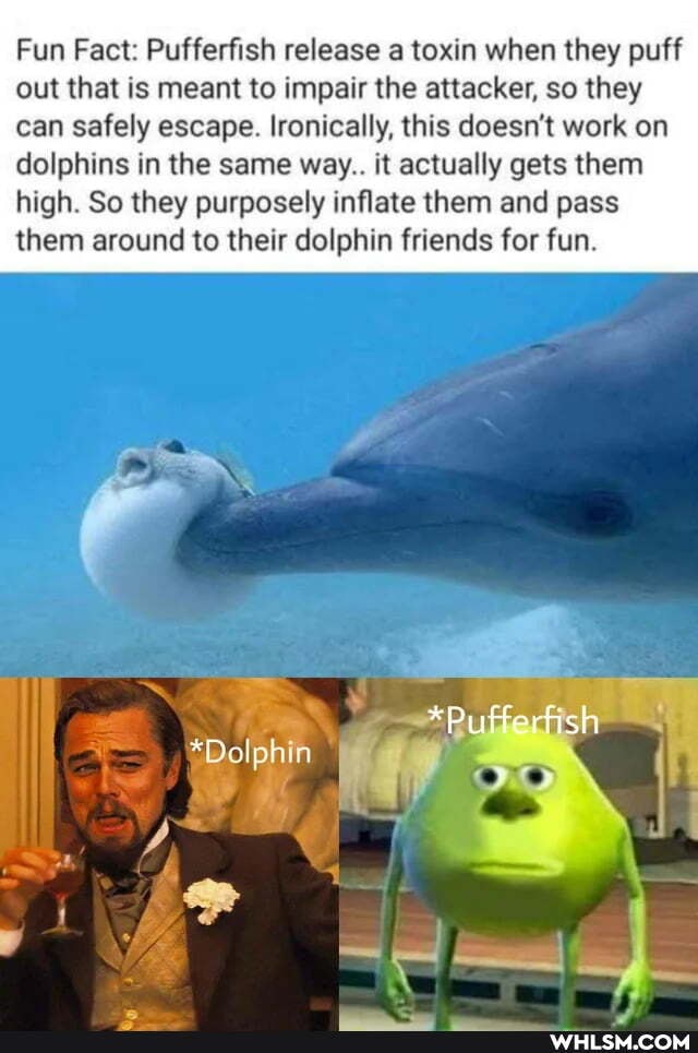 Fun Fact: Pufferfish release a toxin when they puff out that is meant to impair the attacker, so they can safely escape. Ironically, this doesn't work on dolphins in the same way.. it actually gets them high. So they purposely inflate them and pass them around to their dolphin friends for fun.
*Pufferfish