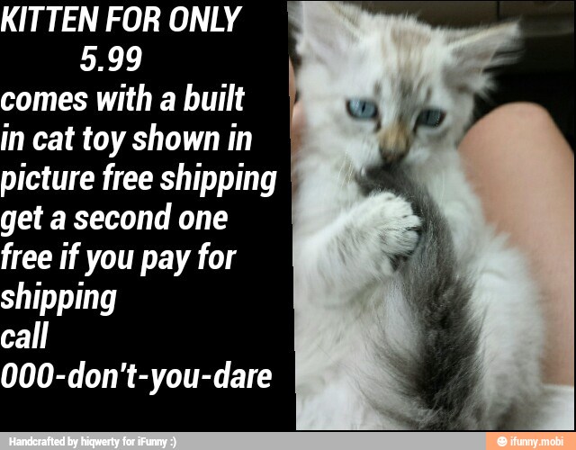 KITTEN FOR ONLY
5.99
comes with a built
in cat toy shown in
picture free shipping
get a second one
free if you pay for
shipping
000-don't-you-dare