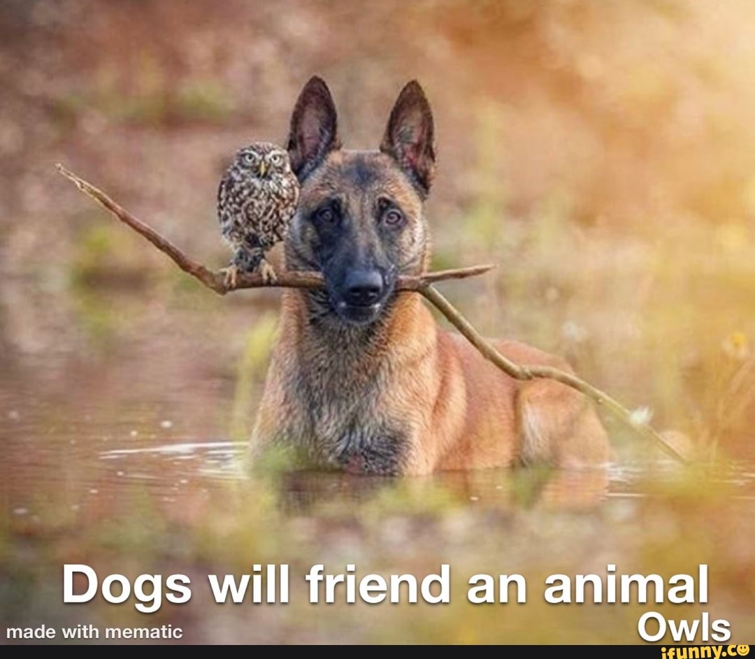 _ Dogs will friend an animal Owls
Owls