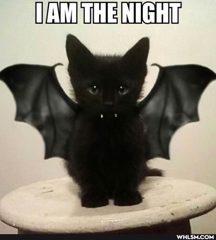 [AM THE NIGHT