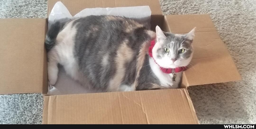 cat, xmas, chonk, chonky