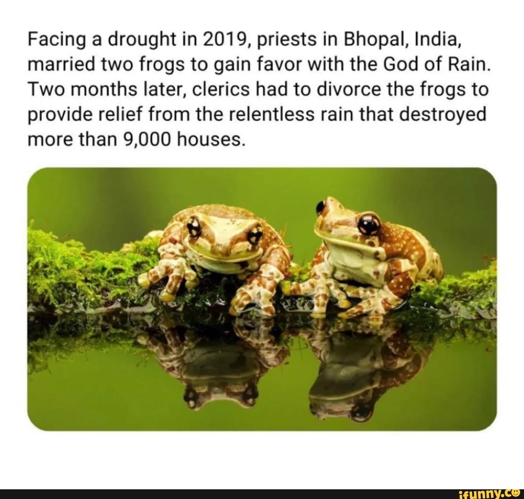 Facing a drought in 2019, priests in Bhopal, India, married two frogs ...