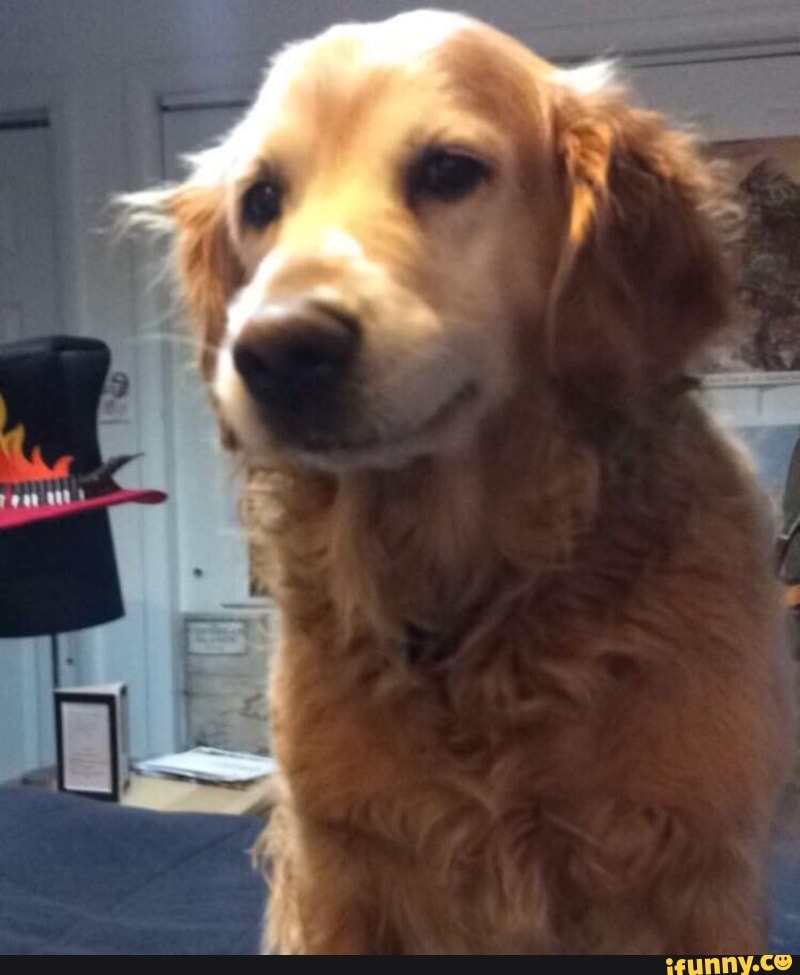 doggo, dog, goldenretriever, doggy
