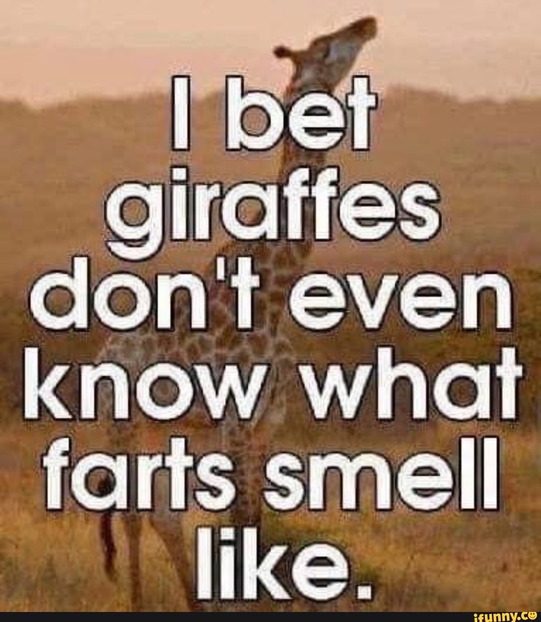 Giraffes don't even know what farts smell like. iFunny