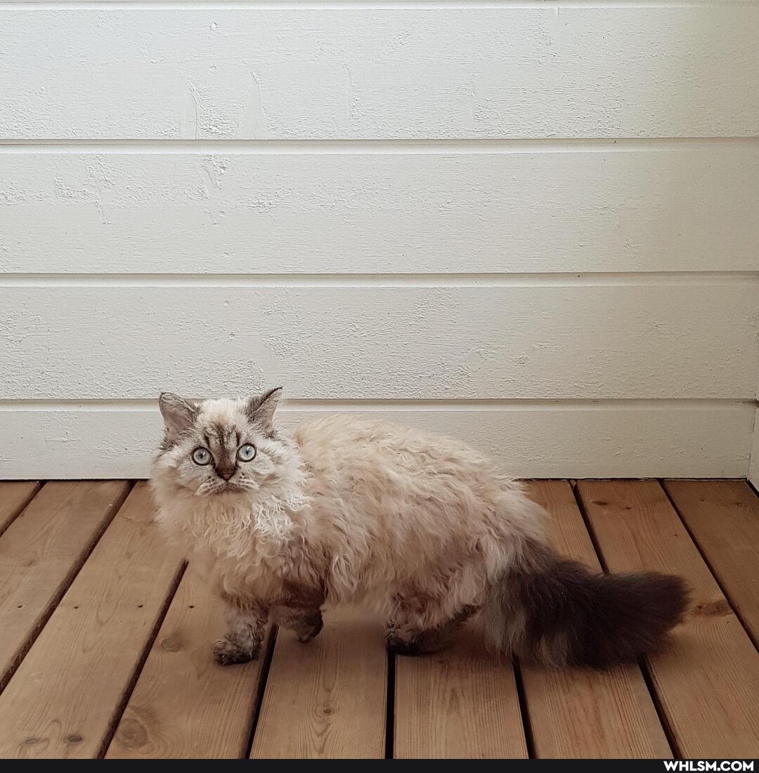 funny, cat, awesome