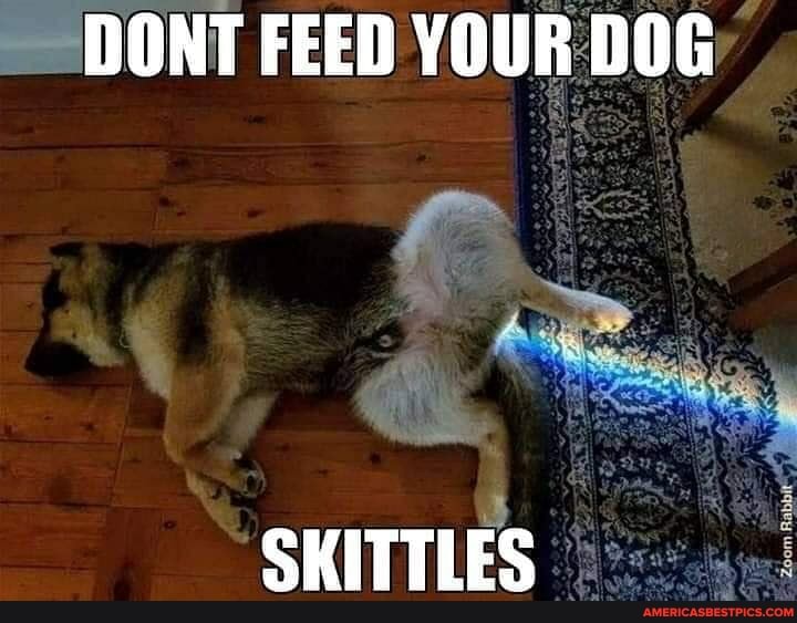 T FEED YOUR DOG
SKITTLES
Zoom Rabbit