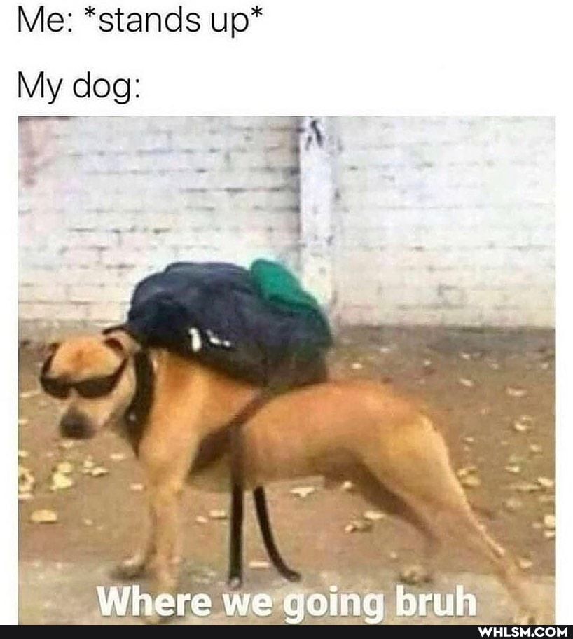 Me: *stands up*
My dog:
SS
wine