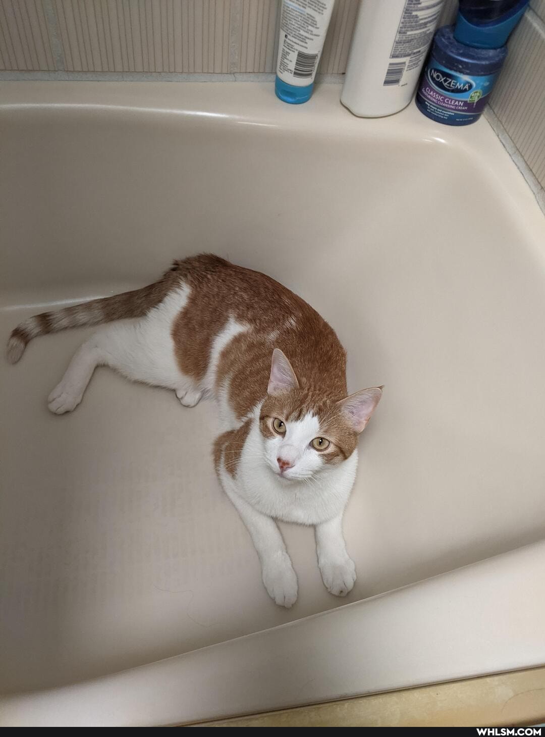 complete, morning, unless, george, gets, time, tub