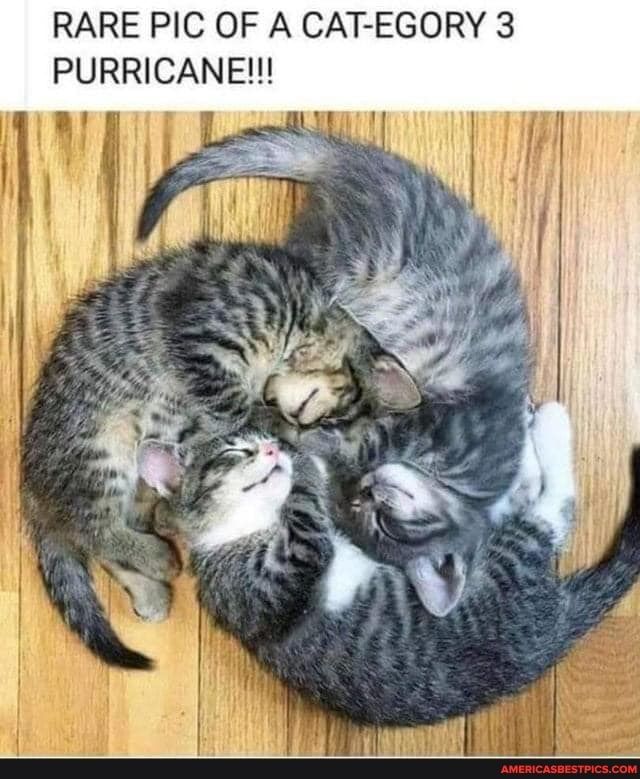 RARE PIC OF A CATEGORY PURRICANEW