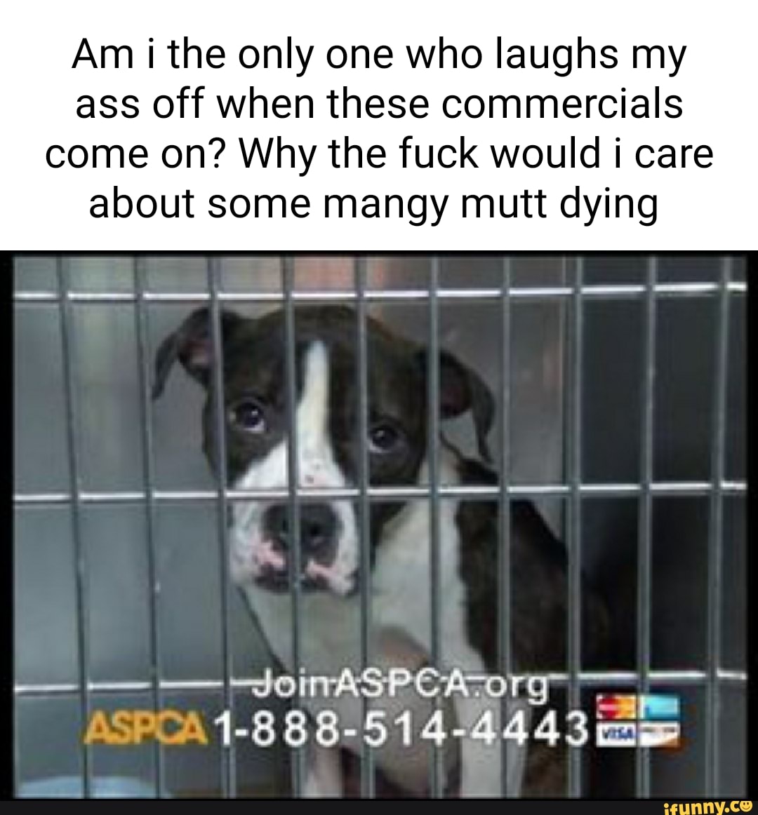 Aspca memes. Best Collection of funny Aspca pictures on iFunny