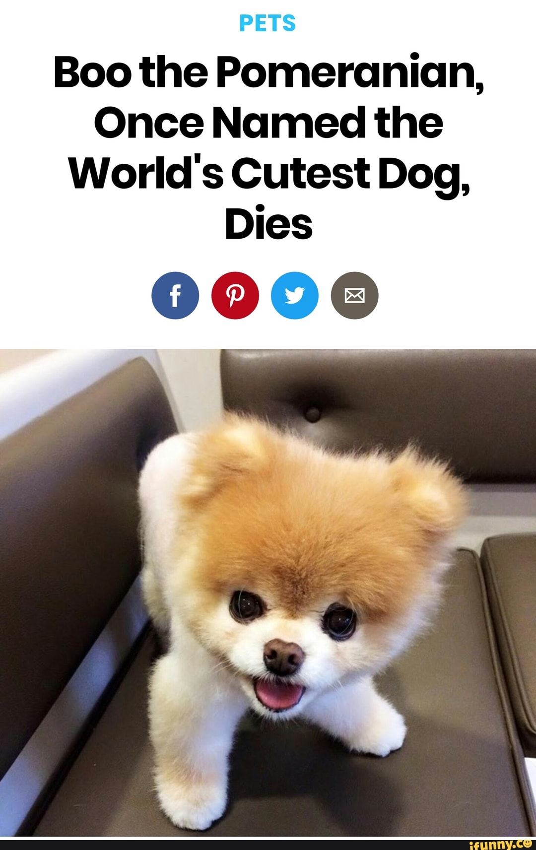 Boo the Pomeranian, Once Named the World's Cutest Dog, Dies