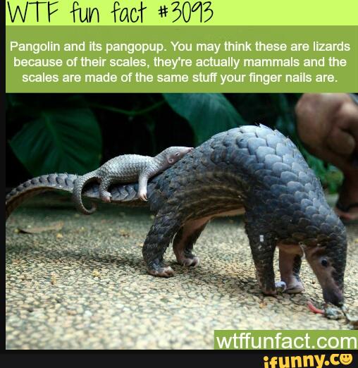 pangolin, baby, endangeredwildlife